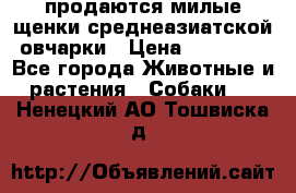 продаются милые щенки среднеазиатской овчарки › Цена ­ 30 000 - Все города Животные и растения » Собаки   . Ненецкий АО,Тошвиска д.